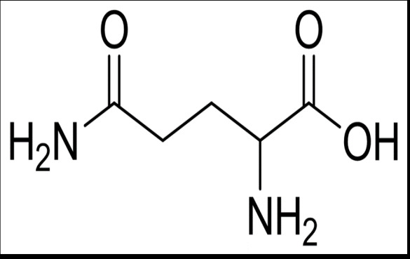 谷氨酰胺有什么功效作用？能帮助你健身减肥吗？
