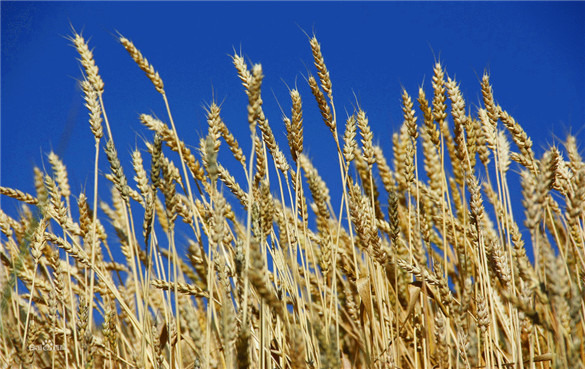 黑麦的营养价值和功效作用