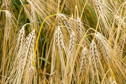 大麦和小麦的区别有哪些？哪个更好？
