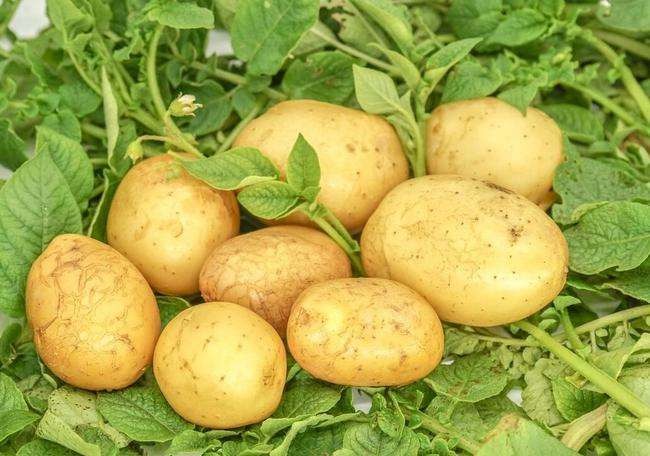 10条生活小妙招：如何保存土豆不发芽？