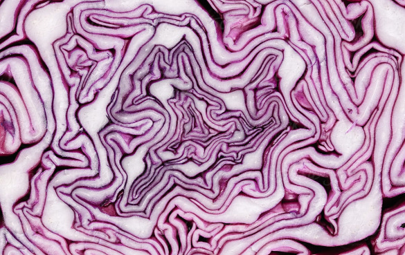 紫色卷心菜的8个令人印象深刻的健康功效与作用