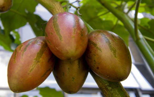 树番茄的营养价值和11个健康功效