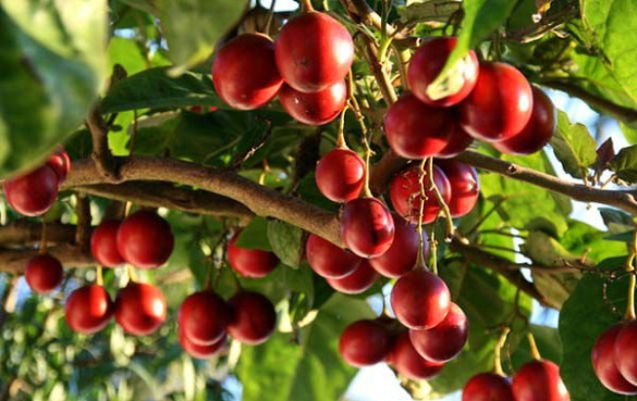 树番茄的营养价值和11个健康功效