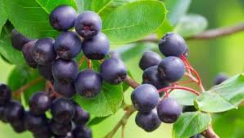阿萨伊浆果的5个令人吃惊的健康功效与作用