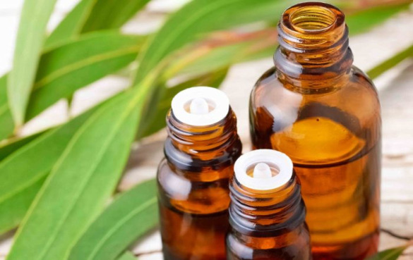 桉树油的9大健康功效与作用