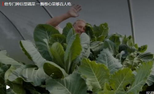 蔬菜种成树？100多斤巨型蔬菜够100人吃一顿了！